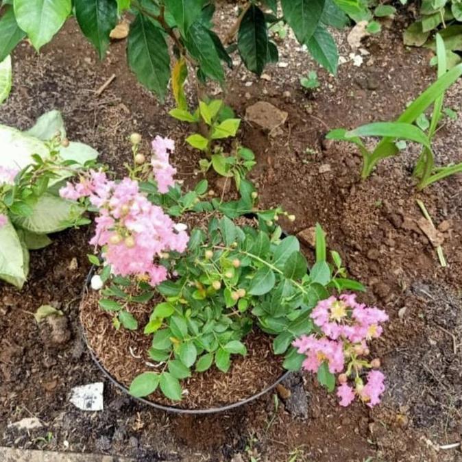 Bunga Sakura / Tanaman Hias Bunga Sakura Berbunga + Pot Hitam