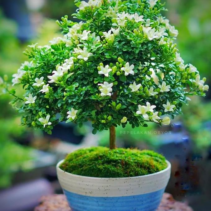 Bonsai Mame Kemuning Micro Murraya Paniculata Berbunga Harum BESTSELER