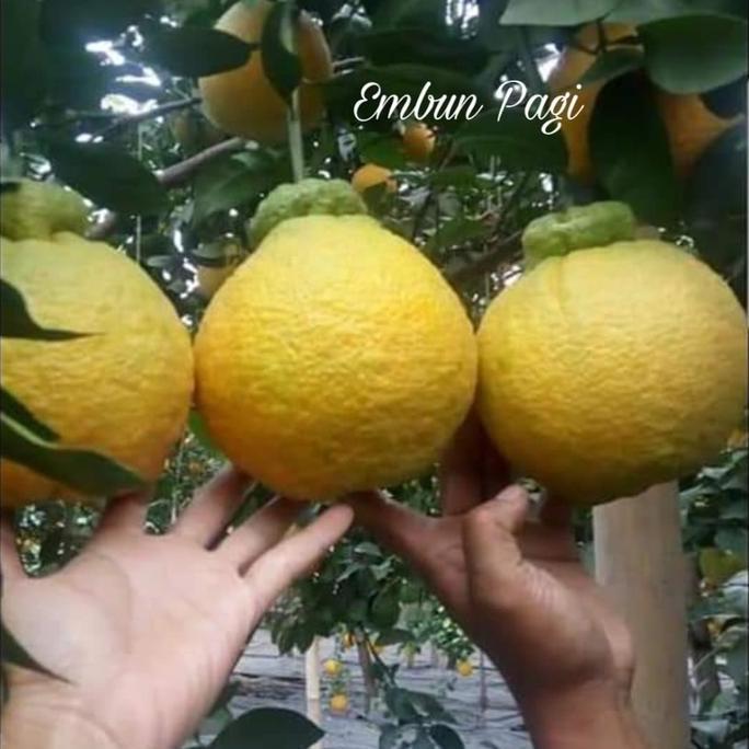 Bibit pohon jeruk Dekopon Thailand jumbo