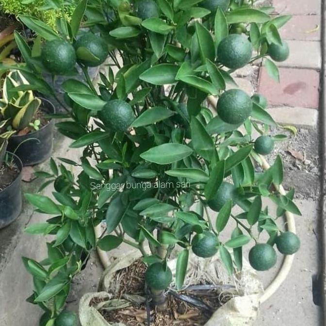 Jeruk Santang Madu Siap Berbuah