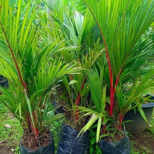 Tanaman Pohon Palem  Merah / Pinang Merah