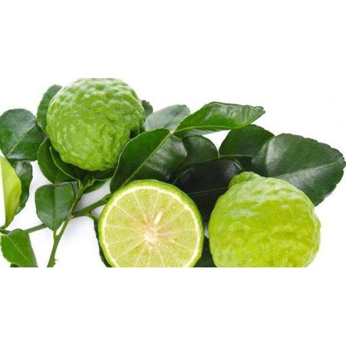 tanaman jeruk purut rimbun