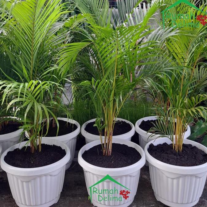 Tanaman palem kuning/Palem Kuning Rimbun/Palem Komodor