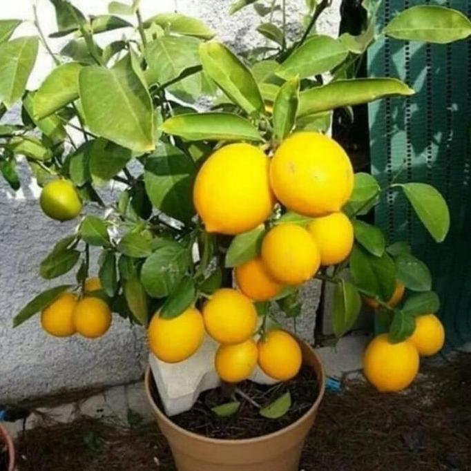 Bibit Tanaman Buah Jeruk Lemon California Okulasi - Lemon California Harum - Lemon California Premiu