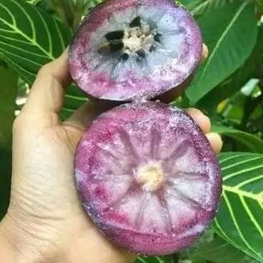 bibit kenitu ungu apel tinggi 60cm UP cepat berbuah hasil okulasi.