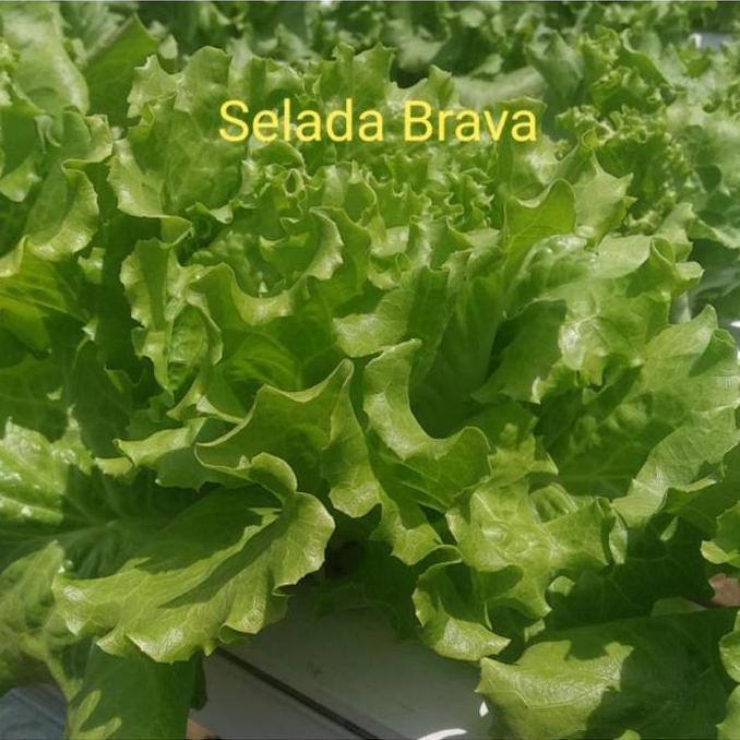 Benih Selada BRAVA Isi 1 gram Lettuce Batavia Indo Seed Daun
