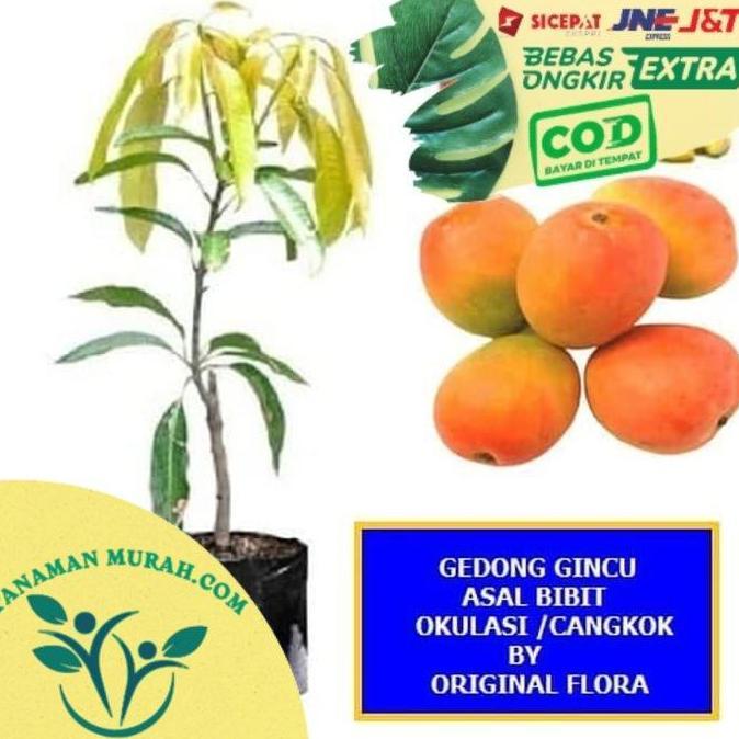 Bibit Mangga Gedong Gincu Pohon Mangga Bibit Buah Mangga Gedong Gincu