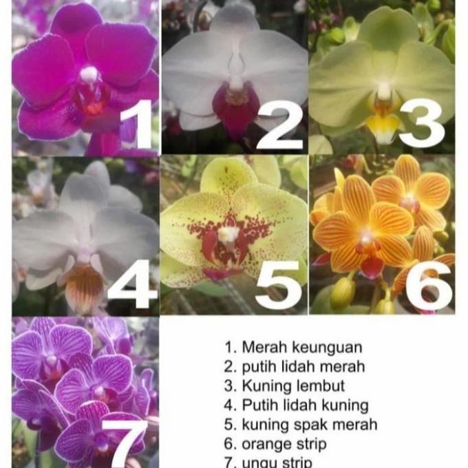 Bibit Anggrek Bulan Mini (dewasa siap berbunga)