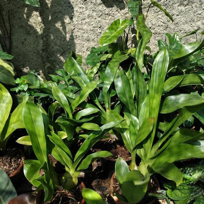 Anggrek remaja grammatophyllum atau anggrek macan