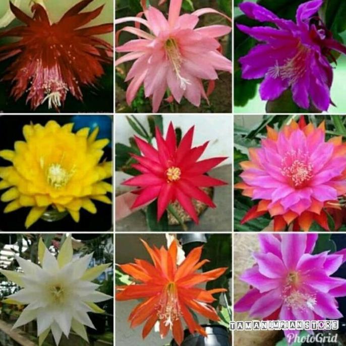 Paket hemat 9 jenis bunga tanaman hias wijaya kusuma - pohon