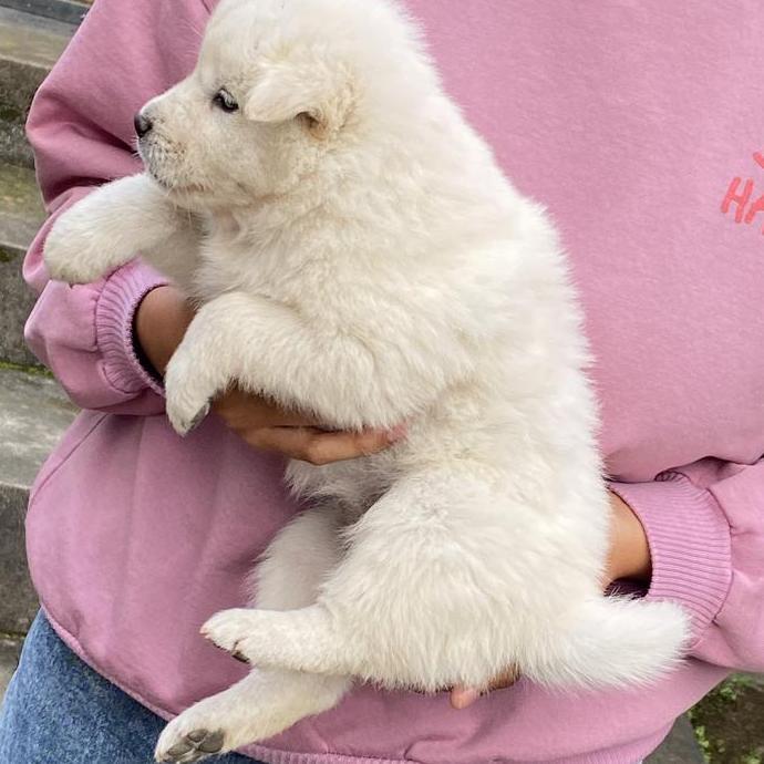 ANJING KINTAMANI BETINA WARNA PUTIH KAPAS