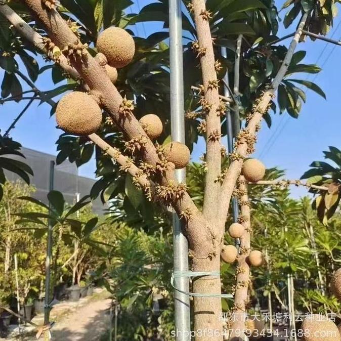 BIBIT TANAMAN POHON MAMEY SAPOTE MAGANA SAWO JUMBO AMERIKA TUMBUHAN