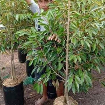 Bibit Buah Durian Bor Kaki 3 Tinggi 2 meter - Segera Berbuah HALAL