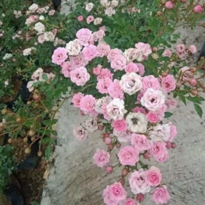 Bunga Mawar Baby Rose Termurah