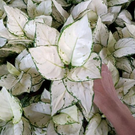 Aglonema Super White Tisu Daun 8-9-10++ Sehat Rimbun Termurah