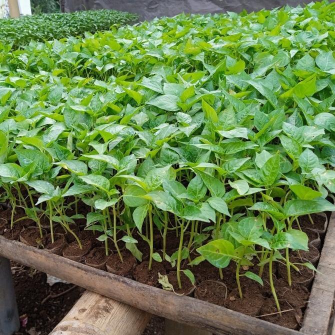 Bisa Cod Polybag Semai Cabe/Plastik Semai Cabai & Sayur / Polybag Semai Sayur Isi 1000 Lembar - Sema