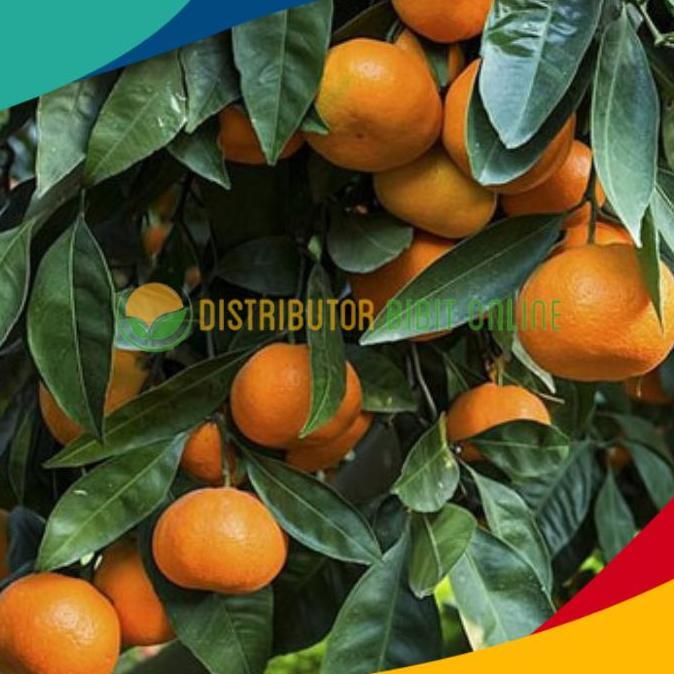 bibit jeruk mandarin