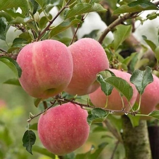 POHON Bibit tanaman buah apel fuji okulasi super (cepat berbuah) FFFF bibit berkualitas premium