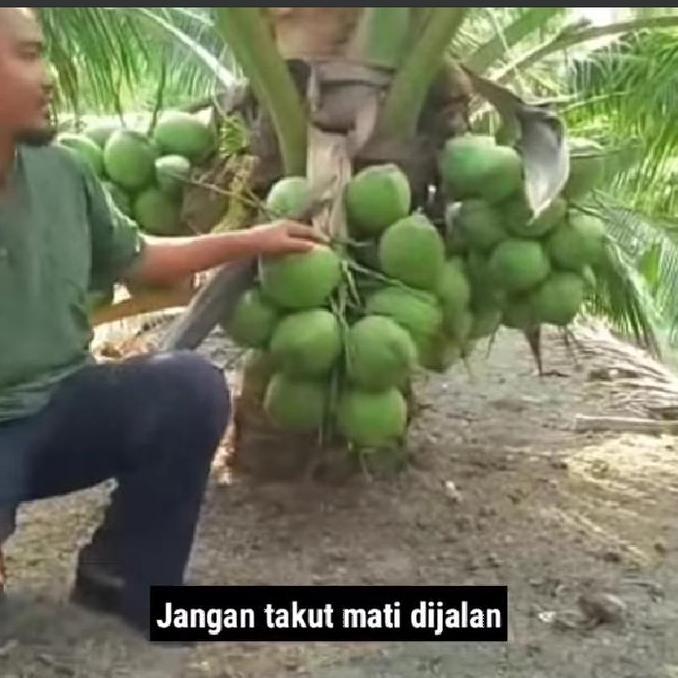 Bibit Kelapa Hijau Hibrida super buah besar batok besar 3.5 thn sudah