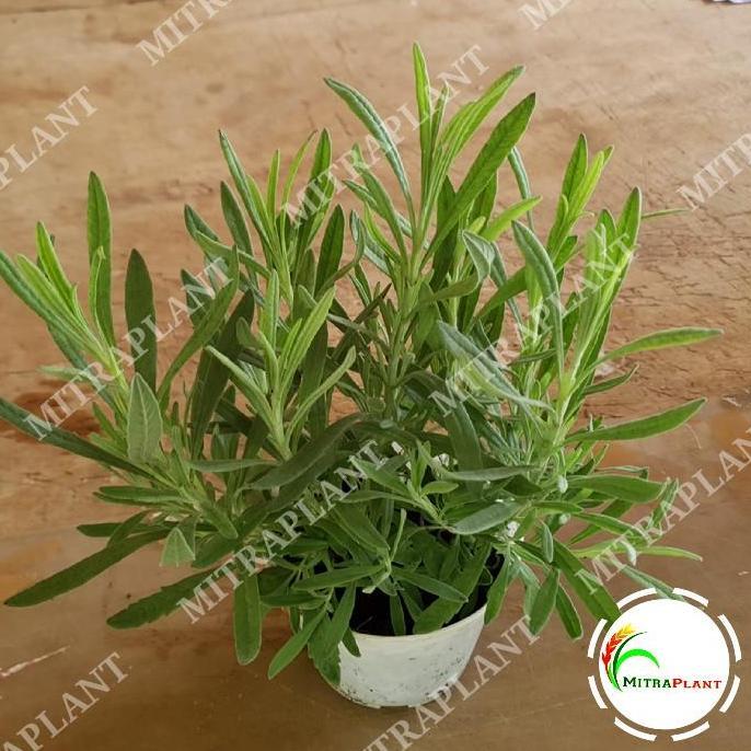 Bibit Pohon Lavender Gold Creek - Tanaman Hias Bunga Lavender Asli