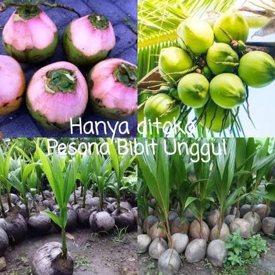 Bibit Kelapa Wulung, Kelapa Hijau Wulung, Kelapa Ijo Wulung Asli 100%