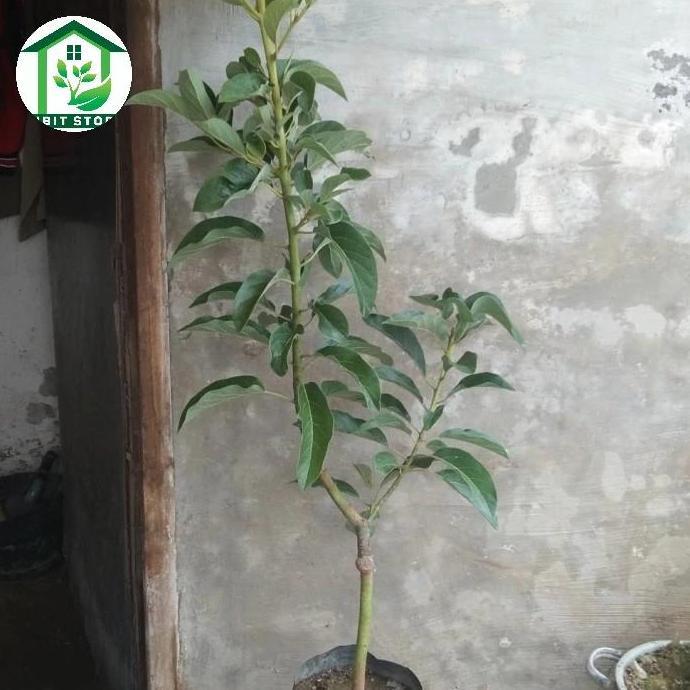 bibit alpukat miki 1 meter up Pohon