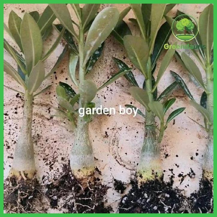 PAKET HEMAT 4 TANAMAN ADENIUM BUNGA TUMPUK DEWASA SIAP BERBUNGA SEEDS QUALITY (BISA COD) TAMAN TANAM