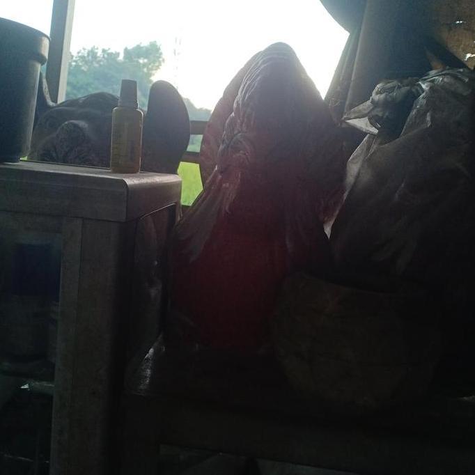 celengan tanah liat ayam besar Kode 198