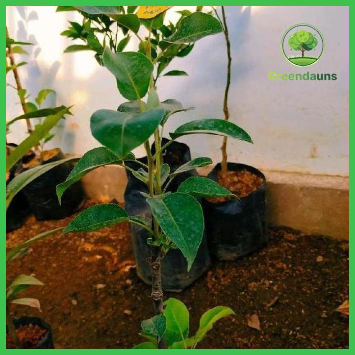 BIBIT BUAH PIR MADU ASIA HASIL CANGKOK BATANG BESAR SIAP BERBUAH TAMAN TANAMANA BIBIT PEKARANGAN HIA