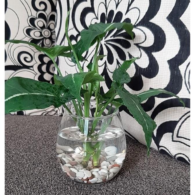 New- Tanaman air pot kaca
