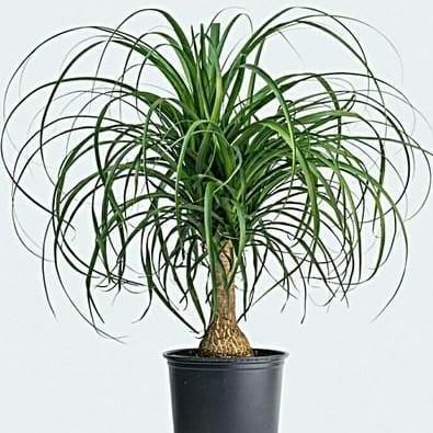 New- Bibit Tanaman Nolina / Ponytail Palm / Palem Kuncir Kuda
