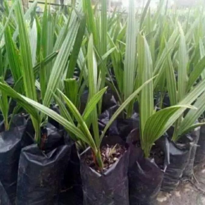 New- bibit kurma ajwa kultur jaringan