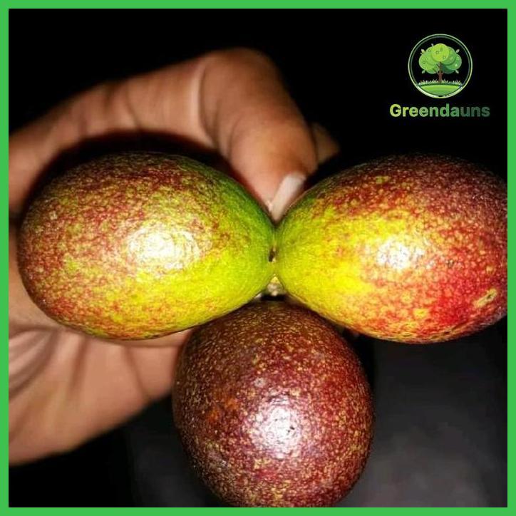 BIBIT MATOA 30-40CM BATANG SEDANG MURAH UNGGULAN TAMAN TANAMANA BIBIT PEKARANGAN HIASAN BUAH BUNGA