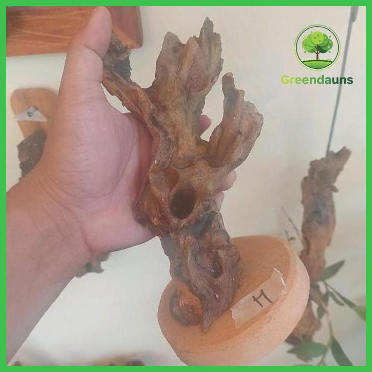 PAKET DUDUK KAYU FOSIL MEDIA TEMPEL TANAMAN TAMAN TANAMANA BIBIT PEKARANGAN HIASAN BUAH BUNGA