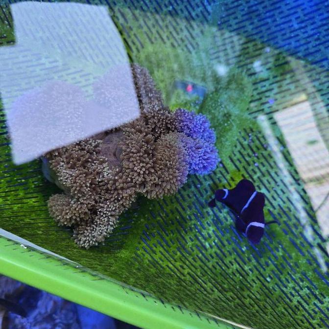 anemon karpet putih hijau carpet anemone rumah nemo housing air laut