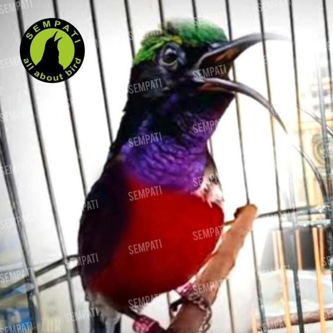 Peksirup nectar nektar pakan minuman burung konin sogon ninja kolibri