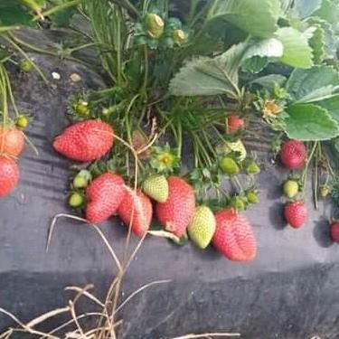Best- Bibit Strawberry Juba ( Original Jumbo x Bali )