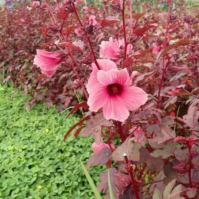 Best- Tanaman Hibiscus Red Panama / Cranberry Hibiscus