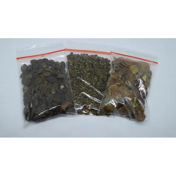 Grdn- Benih Indigofera Kaliandra Merah Gamal Untuk Pakan Ternak