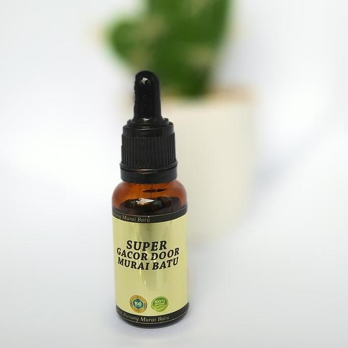 Britis- Penggacor Murai Batu Super Gacor Door Murai Batu Juara Gantang