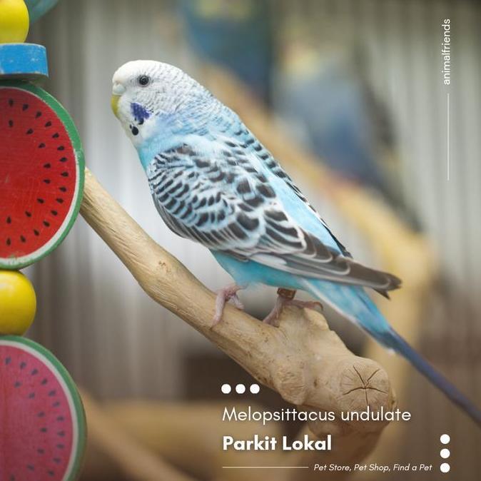 Burung Parkit Lokal