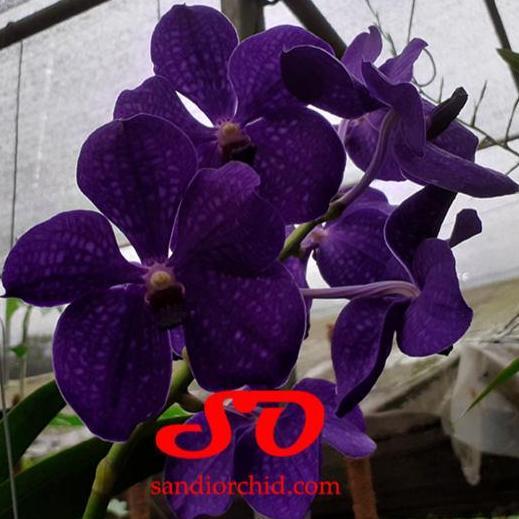 [ DEWASA ] Vanda Pachara Delight : Kecantikan Safir Gelap yang Sulit Dilupakan