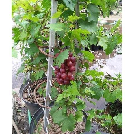Pohon Anggur Merah Bibit Tanaman Buah Cocok Dataran Rendah Suhu Panas JAMIN HALAL