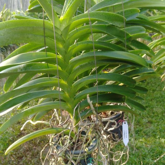 Anggrek Vanda Jumbo Limited Edition