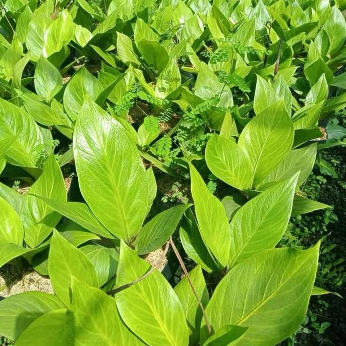 Anthurium Jemani Cobra Batik Ukuran Dewasa - Anthurium Cobra Batik