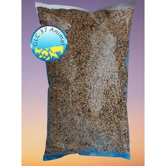 Brixd- 1 Kg Gabah Bangkok / Lampung / Bulat Kecil Bersih Siap Pakai