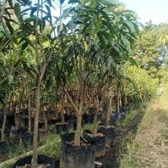 TERBARU bibit pohon mangga harum manis 2 meter