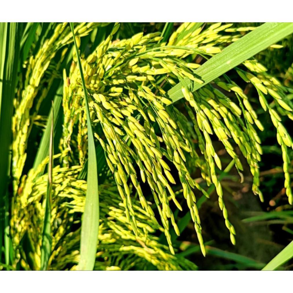 Bisa Cod Benih Padi Unggul Cl 220 Bibit Padi Cl 220 Original 5Kg >>