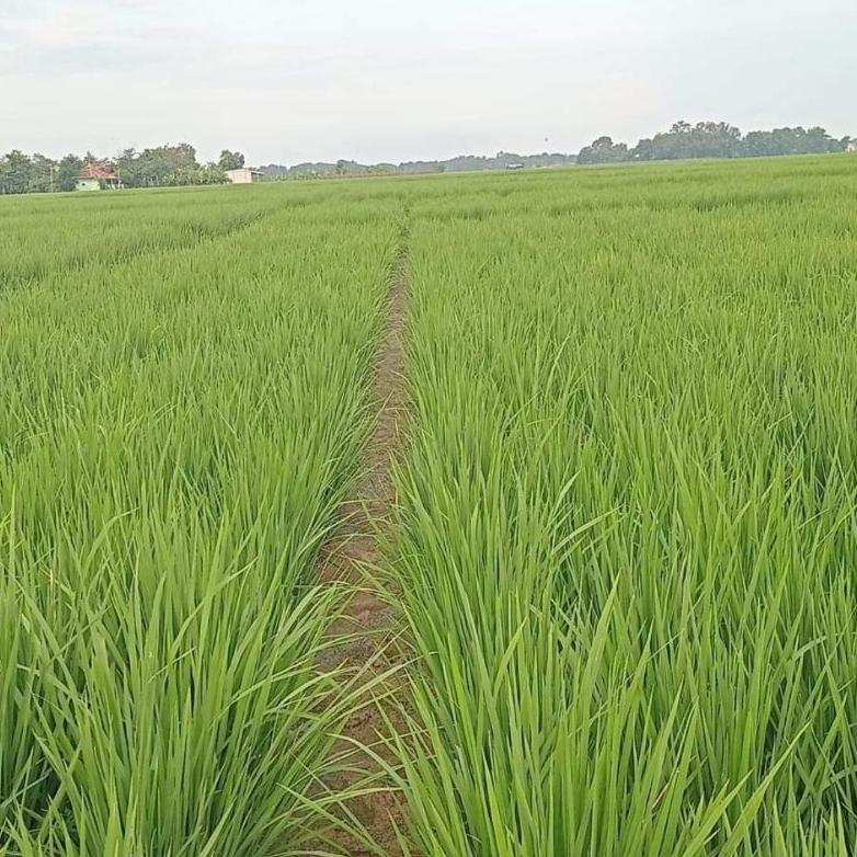 Bisa Cod Benih Padi Rajasa 01 100% Original 1Kg Kemasan Asli Toko >>