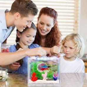 Hanimayas - Set LengkapAkuarium Mini Akrilik 12X8Cm Dengan Lampu Led Dekorasi Aquarium Ikan C Hias K